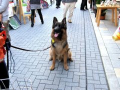 ぶらぶらとお散歩♪　上古町商店街へ