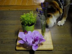 蚊の季節・蚊の対策、毎日を少しでも楽しく、そして上質に感じるために・・・