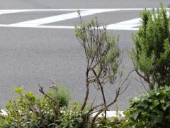 終わり？フレンチラベンダー、挿し木で蘇ろ！