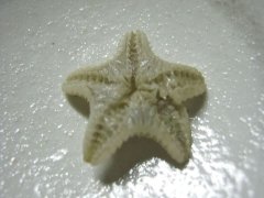 バイ貝から☆♪