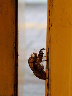 なんか変・・異常気象？