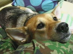 その後のヒナ、そして初めての試み・・・