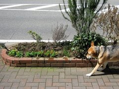 ポカポカ陽気♪、新定番のsa-si-co積木Teeベースの背守り♪