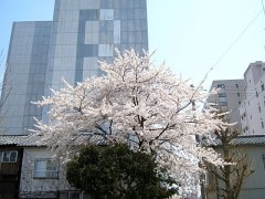 桜から新緑の季節へ・・・