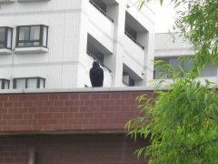 カラスの行水？