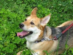 お腹を壊すんでしょうか・・・