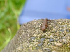 昭和の世界・・そして相変わらずの「さんびゃくえ〜ん」