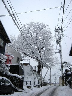 土曜になると・・・、祝 映画化決定『猫なんかよんでもこない。』