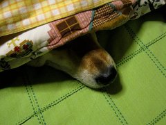 インディゴ染めのスウェットパーカー、おまけ