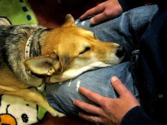 犬はよろこび 庭駆けまわる♪