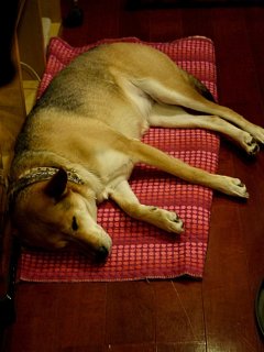 シンガポールへ渡る 桜の背守りTee、今日のヒナ