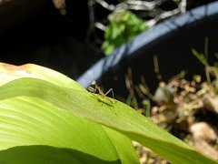 日和山山麓、カマキリ孵化日記