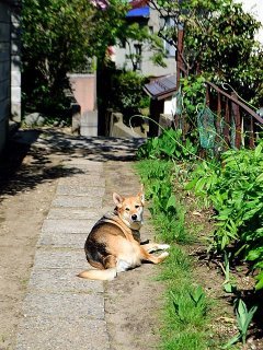 ノラ猫たくさん!! ヒナ散歩♪、端午の節句に柏餅