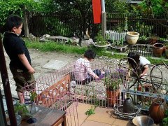 連休最終日、2回目のカマキリ孵化〜自然の摂理