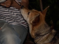 ししとう収穫祭、子猫ラッシュ、オーダーTee、今日のおまけ