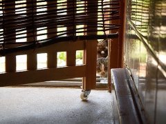 いきもの事情（子猫・カナヘビ・初夏の花）