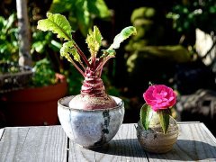 12月の芽吹き、シモコレ！ info