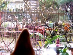 朝から元気なスズメ、今週末はbebeのぱん