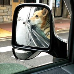 ヒナ沼垂朝市へ行く、ASYLUM Garden 速報