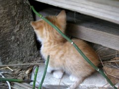 家の周りのネコ事情、シモコレ！info