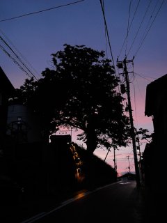 ６月の毎週日曜日はTシャツの受注会、アサイラム garden ひまわりの番人？