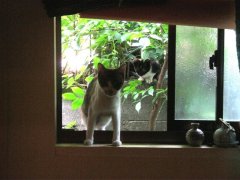 ウチの裏窓は癒しスポット