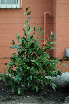 塩浴（えんよく）、ローリエ差し上げます！