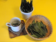秋の日差し、植物のチカラ、月桂樹のハーブティー