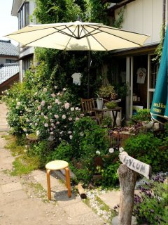 店前の薔薇 「New Dawn （ﾆｭｰﾄﾞｰﾝ）」、背守り @ アートミックスジャパン