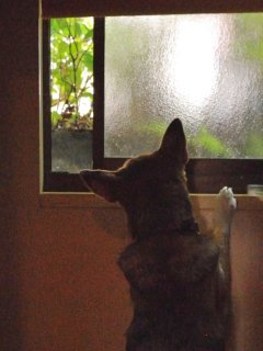 てんゆう花、ヒナとチビクロ物語、それぞれの Arolis Tee