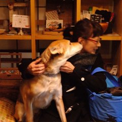 戌年ひな年、2017's イベント回避、ヒナ三昧