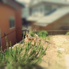 asylum Designers Mask 出来上がり品のご紹介