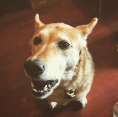 15日（土曜）は 『シモコレ! bebeぱんDay♪』