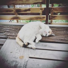 週間レポート