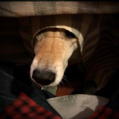 久しぶりのネコ事情
