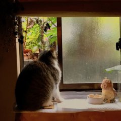 しも町 ねこ町