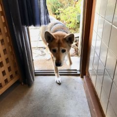 ありがたき冬の好天♪、ヒトのチカラ「自然治癒力」