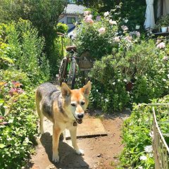 バラとニゲラとドクダミと。