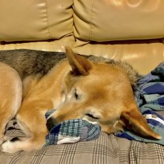 雨上がりのしも町