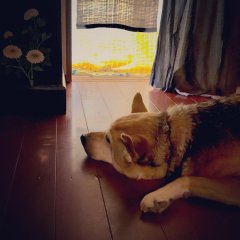 早すぎた夏、益虫、そしてシエスタTime