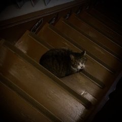 サバちゃん侵入・籠城事件