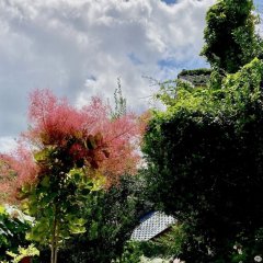 ヒナのシエスタ、路地奥の植物たち