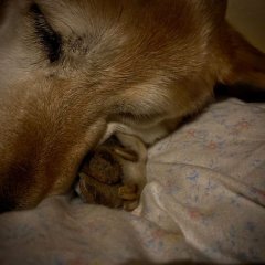 ヒナのニオイ