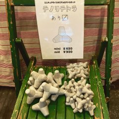 人気者『テノリテトラ』入荷しました！