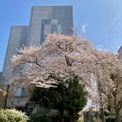 街中の桜、自宅の新芽、明日13日は気まくれランチDay