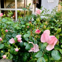 咲いてきた〜