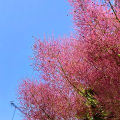 スモークツリー
