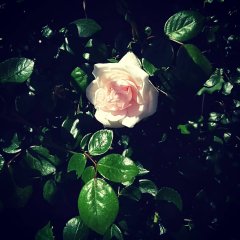 薔薇の季節、月イチLOTEN、シモコレ！bebeぱんDay♪