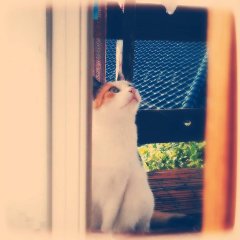 表のミケちゃん、裏のチビちゃん