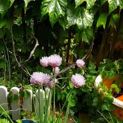 路地奥は花盛り♪